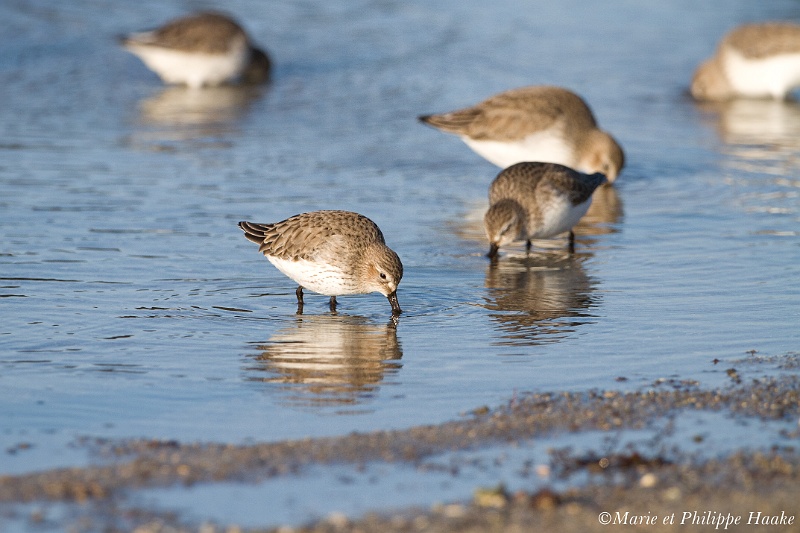 Becasseau variable 7289_wm.jpg - Bécasseau variable - Dunlin - Calidris alpina(Bretagne, France, janvier 2011)
